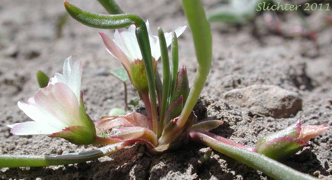 Alpine Lewisia, Alpine Bitter-root, Dwarf Lewisia, Pygmy Lewisia: Lewisia pygmaea (Synonyms: Calandrinia grayi, Calandrinia pygmaea, Lewisia exarticulata, Lewisia glandulosa, Lewisia minima, Lewisia pygmaea var. aridorum, Lewisia pygmaea var. pygmaea, Lewisia pygmaeum, Lewisia pygmaeum var. aridorum, Lewisia sierrae, Oreobroma aridorum, Oreobroma pygmaeum, Talinum pygmaeum)