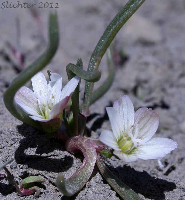 Alpine Lewisia, Alpine Bitter-root, Dwarf Lewisia, Pygmy Lewisia: Lewisia pygmaea (Synonyms: Calandrinia grayi, Calandrinia pygmaea, Lewisia exarticulata, Lewisia glandulosa, Lewisia minima, Lewisia pygmaea var. aridorum, Lewisia pygmaea var. pygmaea, Lewisia pygmaeum, Lewisia pygmaeum var. aridorum, Lewisia sierrae, Oreobroma aridorum, Oreobroma pygmaeum, Talinum pygmaeum)