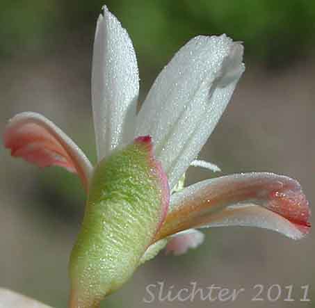 Close-up of the sepals of Alpine Lewisia, Alpine Bitter-root, Dwarf Lewisia, Pygmy Lewisia: Lewisia pygmaea (Synonyms: Calandrinia grayi, Calandrinia pygmaea, Lewisia exarticulata, Lewisia glandulosa, Lewisia minima, Lewisia pygmaea var. aridorum, Lewisia pygmaea var. pygmaea, Lewisia pygmaeum, Lewisia pygmaeum var. aridorum, Lewisia sierrae, Oreobroma aridorum, Oreobroma pygmaeum, Talinum pygmaeum)