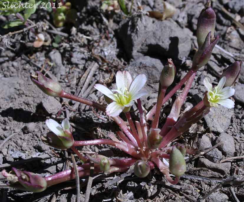Alpine Lewisia, Alpine Bitter-root, Dwarf Lewisia, Pygmy Lewisia: Lewisia pygmaea (Synonyms: Calandrinia grayi, Calandrinia pygmaea, Lewisia exarticulata, Lewisia glandulosa, Lewisia minima, Lewisia pygmaea var. aridorum, Lewisia pygmaea var. pygmaea, Lewisia pygmaeum, Lewisia pygmaeum var. aridorum, Lewisia sierrae, Oreobroma aridorum, Oreobroma pygmaeum, Talinum pygmaeum)
