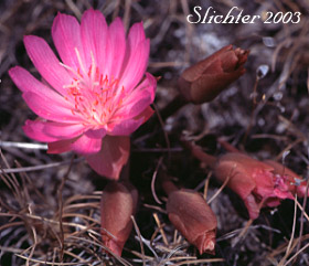 Bitterroot, Bitter-root: Lewisia rediviva var. rediviva (Synonyms: Lewisia rediviva, Lewisia rediviva var. minor)