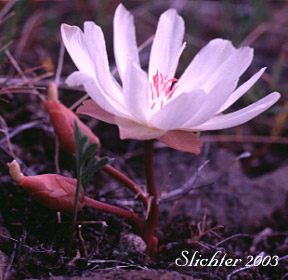 Bitterroot, Bitter-root: Lewisia rediviva