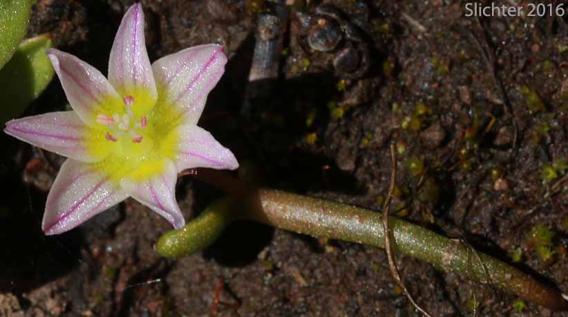 Threeleaf Lewisia, Three-leaf Lewisia, Three-leaf Bitter-root: Lewisia triphylla (Synonyms: Claytonia triphylla, Erocallis triphylla, Oreobroma triphylla)
