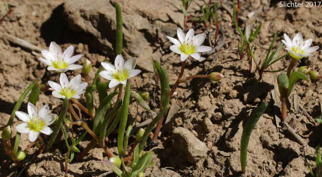 Threeleaf Lewisia, Three-leaf Lewisia, Three-leaf Bitter-root: Lewisia triphylla (Synonyms: Claytonia triphylla, Erocallis triphylla, Oreobroma triphylla)