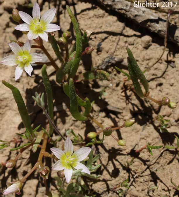 Threeleaf Lewisia, Three-leaf Lewisia, Three-leaf Bitter-root: Lewisia triphylla (Synonyms: Claytonia triphylla, Erocallis triphylla, Oreobroma triphylla)