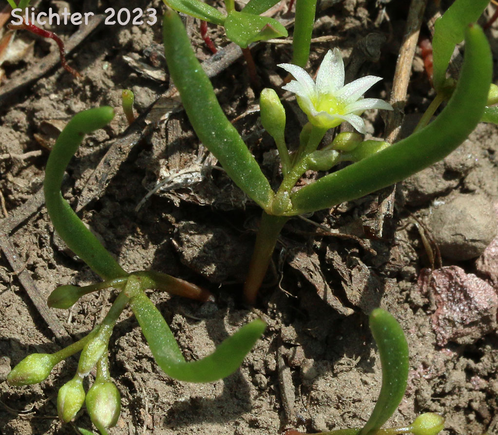 Threeleaf Lewisia, Three-leaf Lewisia, Three-leaf Bitter-root: Lewisia triphylla (Synonyms: Claytonia triphylla, Erocallis triphylla, Oreobroma triphylla)
