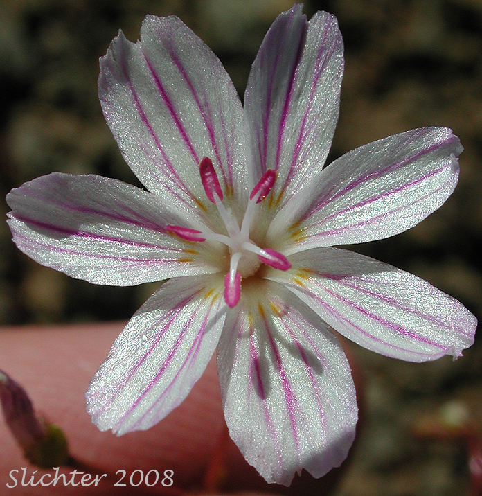 Flower of Threeleaf Lewisia, Three-leaf Lewisia, Three-leaf Bitter-root: Lewisia triphylla (Synonyms: Claytonia triphylla, Erocallis triphylla, Oreobroma triphylla)