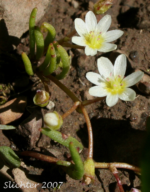 Threeleaf Lewisia, Three-leaf Lewisia, Three-leaf Bitter-root: Lewisia triphylla (Synonyms: Claytonia triphylla, Erocallis triphylla, Oreobroma triphylla)