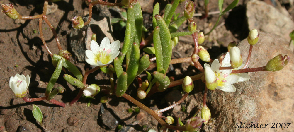Threeleaf Lewisia, Three-leaf Lewisia, Three-leaf Bitter-root: Lewisia triphylla (Synonyms: Claytonia triphylla, Erocallis triphylla, Oreobroma triphylla)