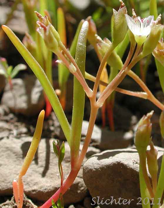 Threeleaf Lewisia, Three-leaf Lewisia, Three-leaf Bitter-root: Lewisia triphylla (Synonyms: Claytonia triphylla, Erocallis triphylla, Oreobroma triphylla)