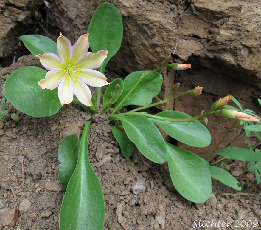 Tweedy's Pussypaws, Tweedy's Lewisia: Lewisiopsis tweedyi (Synonyms: Calandrinia tweedyi, Cistanthe tweedyi, Lewisia tweedyi)