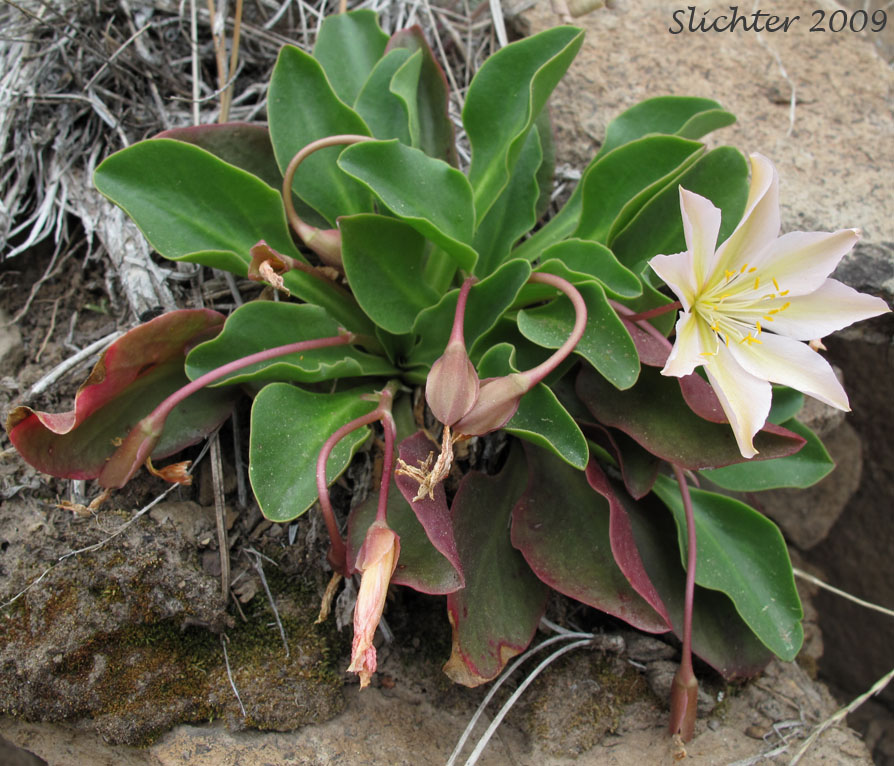 Tweedy's Pussypaws, Tweedy's Lewisia: Lewisiopsis tweedyi (Synonyms: Calandrinia tweedyi, Cistanthe tweedyi, Lewisia tweedyi)