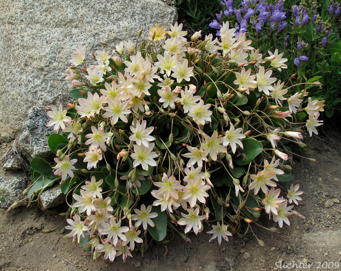 Tweedy's Pussypaws, Tweedy's Lewisia: Lewisiopsis tweedyi (Synonyms: Calandrinia tweedyi, Cistanthe tweedyi, Lewisia tweedyi)