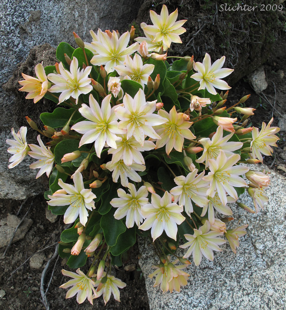 Tweedy's Pussypaws, Tweedy's Lewisia: Lewisiopsis tweedyi (Synonyms: Calandrinia tweedyi, Cistanthe tweedyi, Lewisia tweedyi)