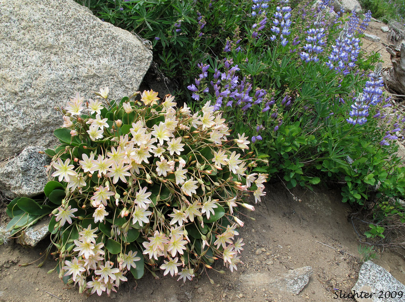 Tweedy's Pussypaws, Tweedy's Lewisia: Lewisiopsis tweedyi (Synonyms: Calandrinia tweedyi, Cistanthe tweedyi, Lewisia tweedyi)