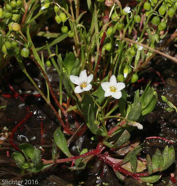 Toad Lily, Water Montia, Water Miner's-lettuce, Chamisso's Montia: Montia chamissoi (Synonym: Claytonia chamissoi)