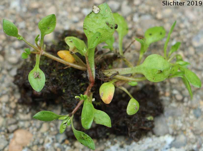 Annual Water Miner's-lettuce, Blinks, Spring Water Chickweed, Water Chickweed: Montia fontana (Synonyms: Claytonia hallii, Montia clara, Montia dipetala, Montia fontana ssp. fontana, Montia fontana var. lamprosperma, Montia fontana var. tenerrima, Montia funstonii, Montia hallii, Montia minor)