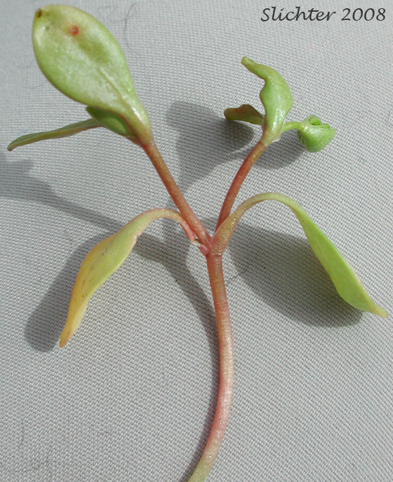 Annual Water Miner's-lettuce, Blinks, Spring Water Chickweed, Water Chickweed: Montia fontana (Synonyms: Claytonia hallii, Montia clara, Montia dipetala, Montia fontana ssp. fontana, Montia fontana var. lamprosperma, Montia fontana var. tenerrima, Montia funstonii, Montia hallii, Montia minor)