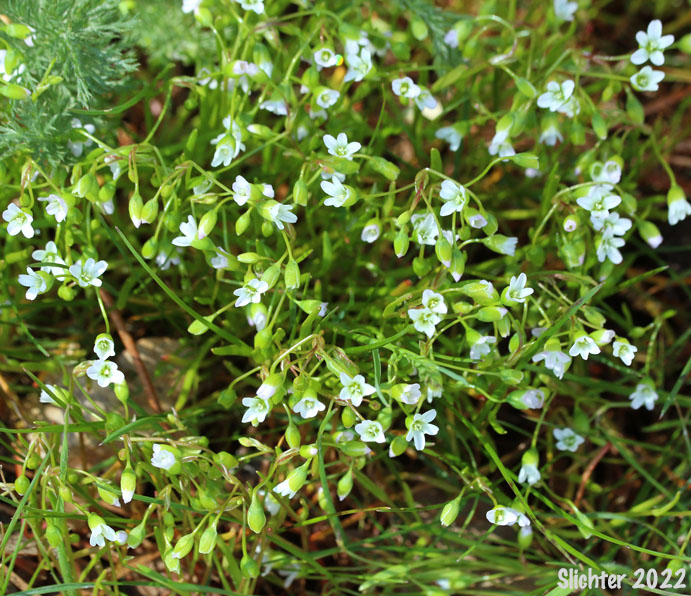 Line-leaf Montia, Lineleaf Indian Lettuce, Narrowleaf Miner's-lettuce, Narrowleaf Montia, Narrow-leaved Montia: Montia linearis (Synonym: Claytonia linearis)