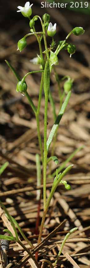 Line-leaf Montia, Lineleaf Indian Lettuce, Narrowleaf Miner's-lettuce, Narrowleaf Montia, Narrow-leaved Montia: Montia linearis (Synonym: Claytonia linearis)