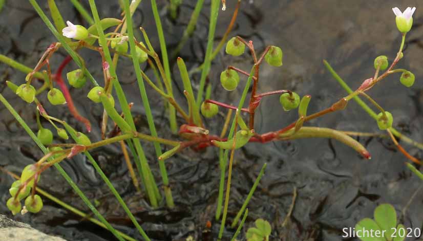 Line-leaf Montia, Lineleaf Indian Lettuce, Narrowleaf Miner's-lettuce, Narrowleaf Montia, Narrow-leaved Montia: Montia linearis (Synonym: Claytonia linearis)