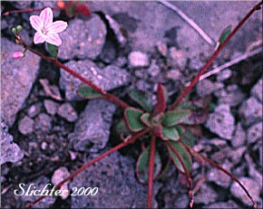 Littleleaf Miners Lettuce, Littleleaf Miner's-lettuce, Little-leaf Montia, Streambank Springbeauty: Montia parvifolia (Synonyms: Claytonia parvifolia, Montia flagellaris, Montia parvifolia var. flagellaris, Montia parvifolia ssp. flagellaris, Montia parvifolia var. parvifolia, Montia parvifolia ssp. parvifolia, Naiocrene parvifolia)