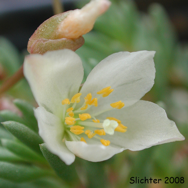 Okanogan Fameflower: Phemeranthus sediformis (Synonyms: Talinum sediforme, Talinum okanoganense)