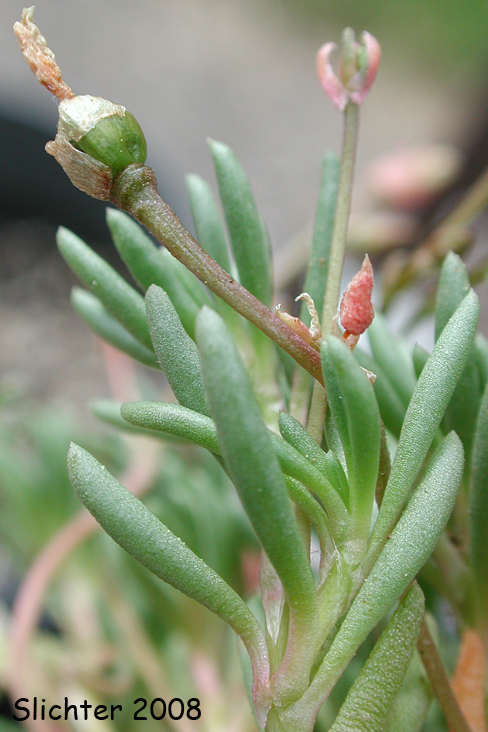 Okanogan Fameflower: Phemeranthus sediformis (Synonyms: Talinum sediforme, Talinum okanoganense)