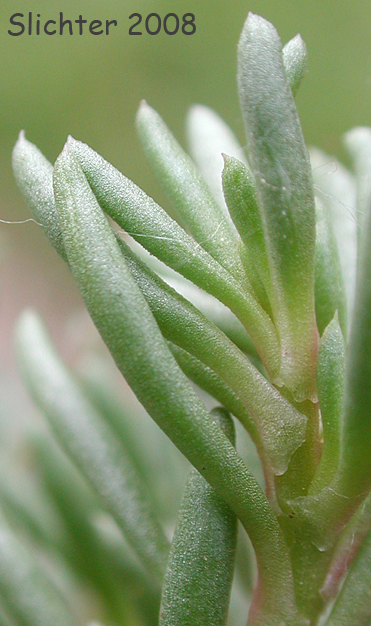Okanogan Fameflower: Phemeranthus sediformis (Synonyms: Talinum sediforme, Talinum okanoganense)