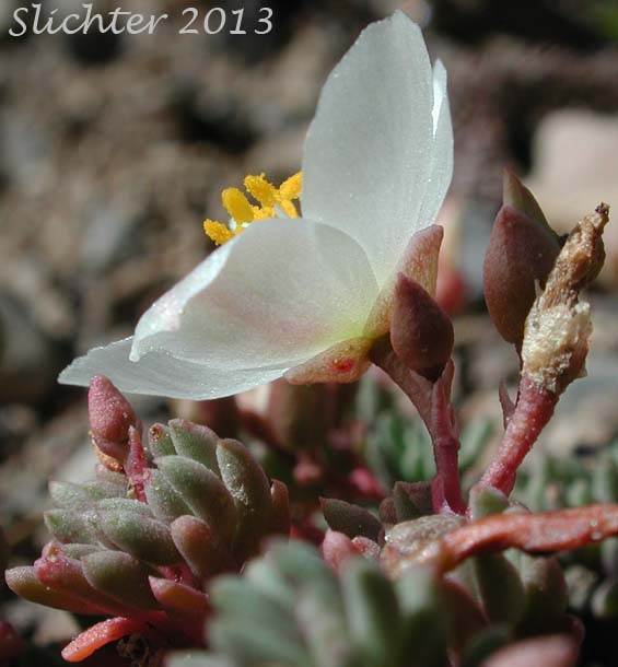 Okanogan Fameflower: Phemeranthus sediformis (Synonyms: Talinum sediforme, Talinum okanoganense)