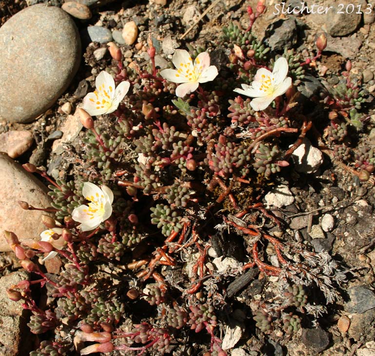 Okanogan Fameflower: Phemeranthus sediformis (Synonyms: Talinum sediforme, Talinum okanoganense)