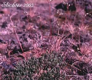 Spinescent Fameflower, Spiny Fameflower: Phemeranthus spinescens (Synonym: Talinum spinescens)