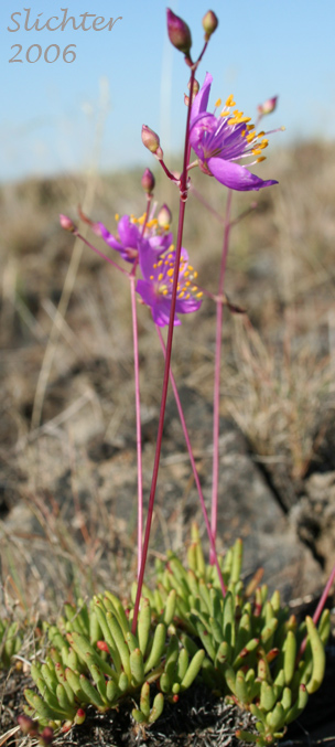 Spinescent Fameflower, Spiny Fameflower: Phemeranthus spinescens (Synonym: Talinum spinescens)