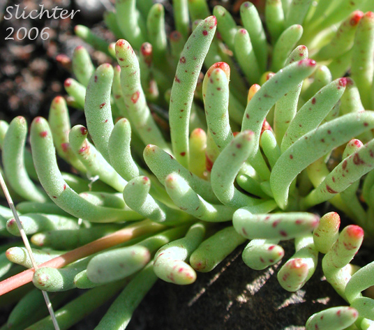 Leaves of Spinescent Fameflower, Spiny Fameflower: Phemeranthus spinescens (Synonym: Talinum spinescens)