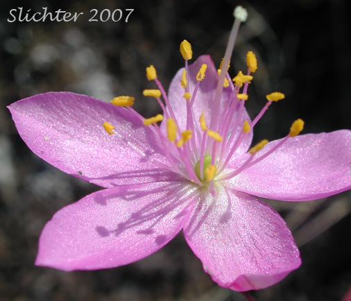 Flower of Spinescent Fameflower, Spiny Fameflower: Phemeranthus spinescens (Synonym: Talinum spinescens)