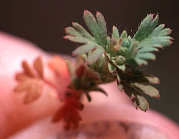 Western Lady's-mantle, Field Parsley-piert: Aphanes arvensis (Synonym: Alchemilla arvensis)