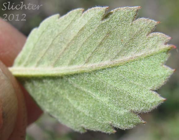 Ventral leaf surface of Dwarf Serviceberry: Amelanchier alnifolia var. pumila (Synonyms: Amelanchier basalticola, Amelanchier canadensis var. pumila, Amelanchier cuneata, Amelanchier glabra, Amelanchier polycarpa, Amelanchier pumila)