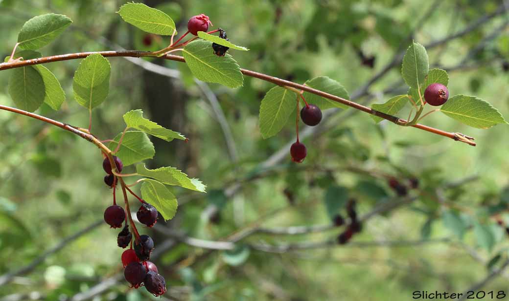 Maturing fruits of Saskatoon Serviceberry, Western Serviceberry: Amelanchier alnifolia var. semiintegrifolia