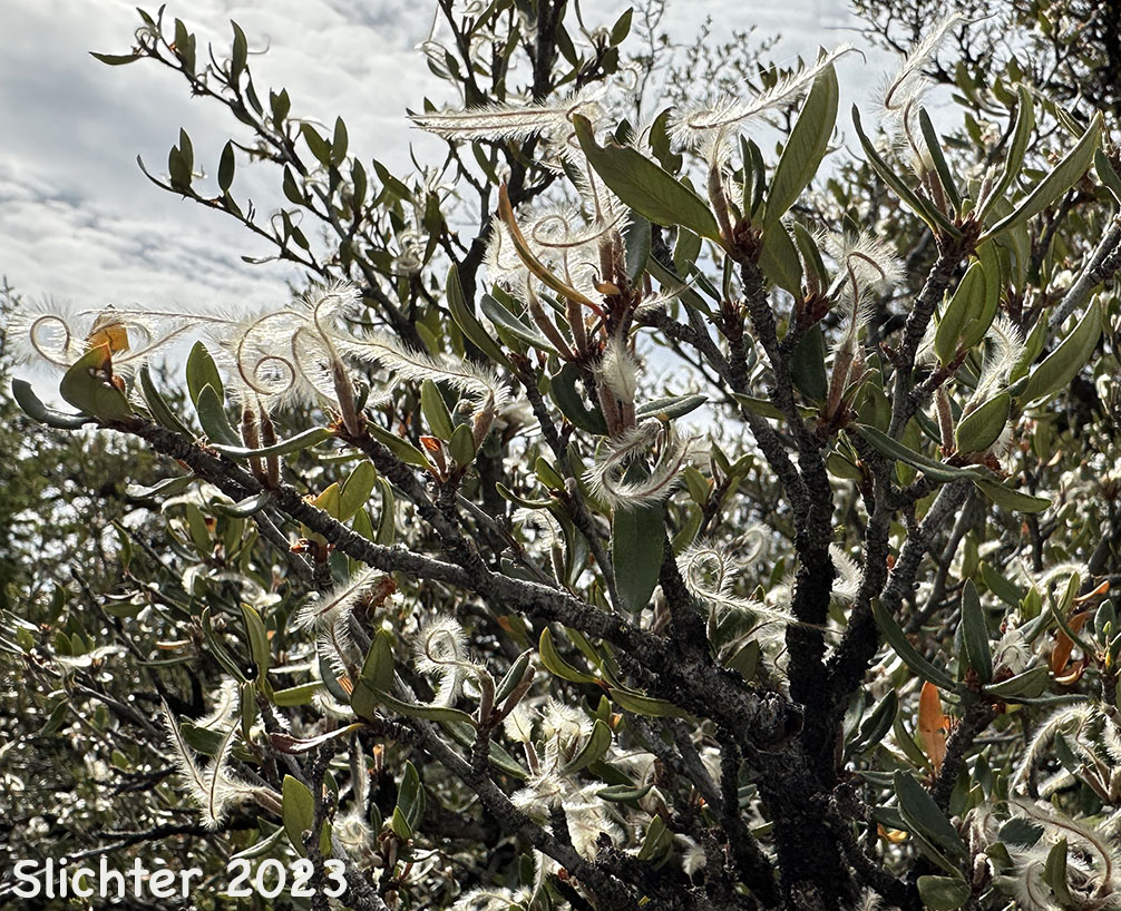 Frosty looking fruits of Curl-leaf Mountain Mahogany,Curl-leaf Mountain-mahogany: Cercocarpus ledifolius var. intermontanus (Synonym: Cercocarpus ledifolius var. intercedens)