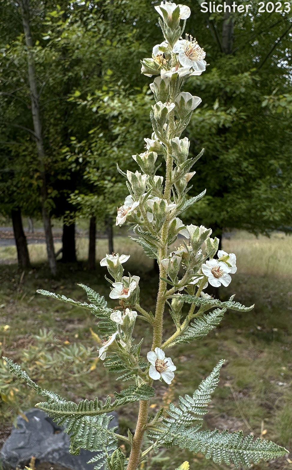 Inflorescence of Desert Sweet, Fern Bush: Chamaebatiaria millefolium