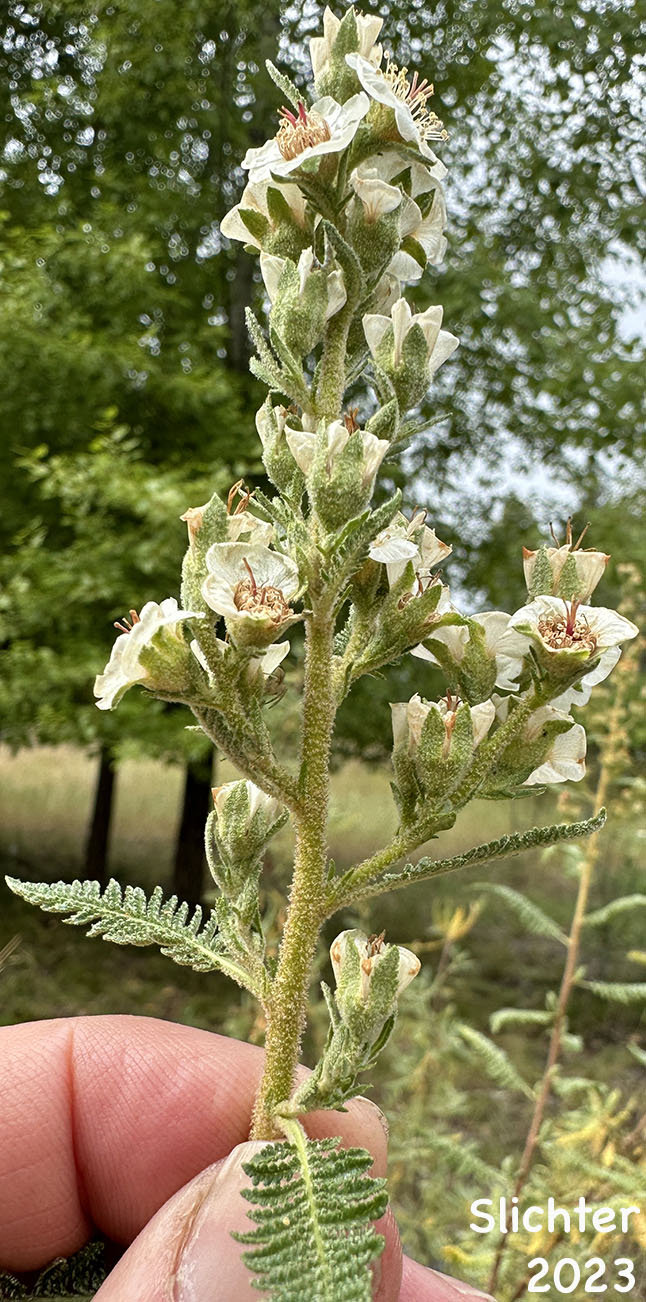 Inflorescence of Desert Sweet, Fern Bush: Chamaebatiaria millefolium