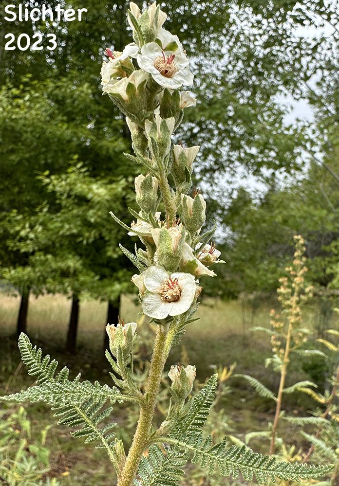 Inflorescence of Desert Sweet, Fern Bush: Chamaebatiaria millefolium