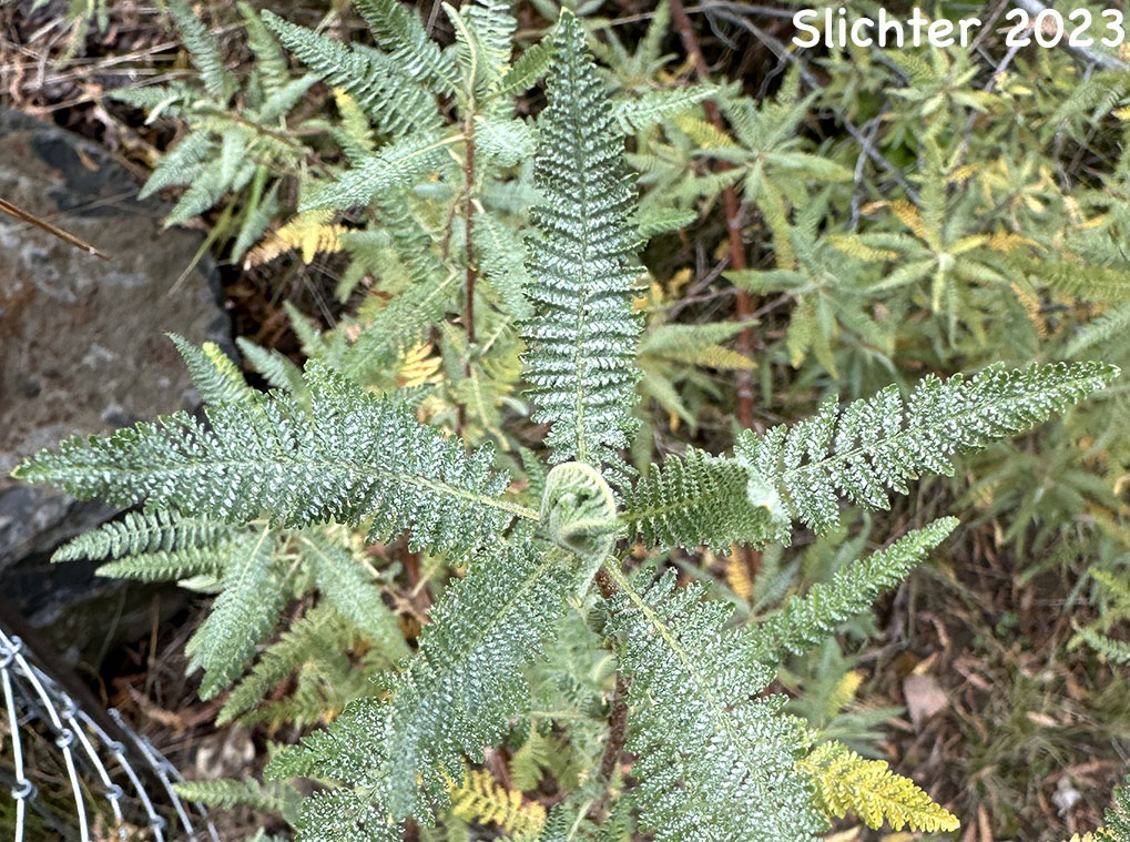 Foliage of Desert Sweet, Fern Bush: Chamaebatiaria millefolium