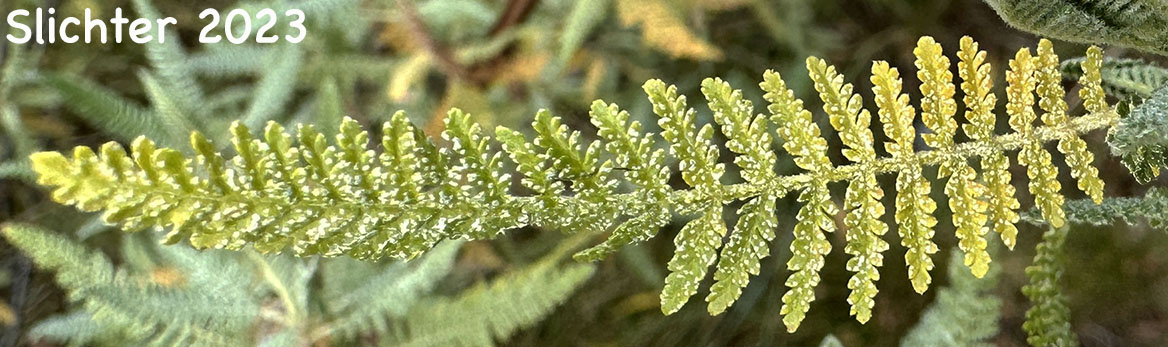 Leaf of Desert Sweet, Fern Bush: Chamaebatiaria millefolium