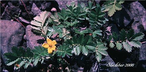 Common Silverweed, Silverweed Cinquefoil: Potentilla anserina ssp. anserina (Synonyms: Potentilla anserina var. anserina, Potentilla anserina var. concolor, Potentilla anserina var. sericea)