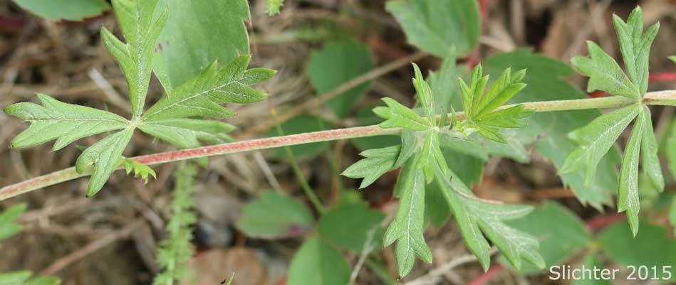 Leafy stem of Hoary Cinquefoil, Silvery Cinquefoil, Silver Cinquefoil: Potentilla argentea (Synonyms: Argentina argentea, Fragaria argentea, Potentilla argentea var. argentea)