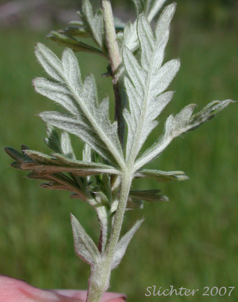 Ventral leaf surface of Hoary Cinquefoil, Silvery Cinquefoil, Silver Cinquefoil: Potentilla argentea (Synonyms: Argentina argentea, Fragaria argentea, Potentilla argentea var. argentea)