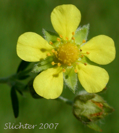 Flower of Hoary Cinquefoil, Silvery Cinquefoil, Silver Cinquefoil: Potentilla argentea (Synonyms: Argentina argentea, Fragaria argentea, Potentilla argentea var. argentea)