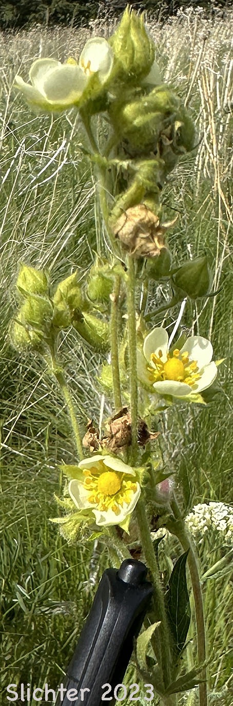 Inflorescence of Cordilleran Drymocallis, Sharp-toothed Cinquefoil, Tall Cinquefoil, Valley Cinquefoil: Drymocallis arguta (Synonyms: Drymocallis convallaria, Potentilla arguta, Potentilla arguta ssp. convallaria, Potentilla arguta var. convallaria, Potentilla convallaria)