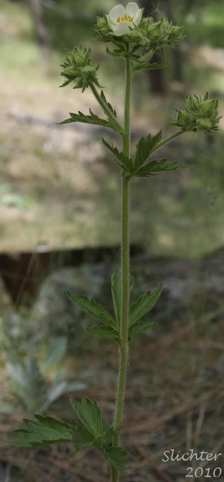 Upper stem and inflorescence of Cordilleran Drymocallis, Sharp-toothed Cinquefoil, Tall Cinquefoil, Valley Cinquefoil: Drymocallis arguta (Synonyms: Drymocallis convallaria, Potentilla arguta, Potentilla arguta ssp. convallaria, Potentilla arguta var. convallaria, Potentilla convallaria)